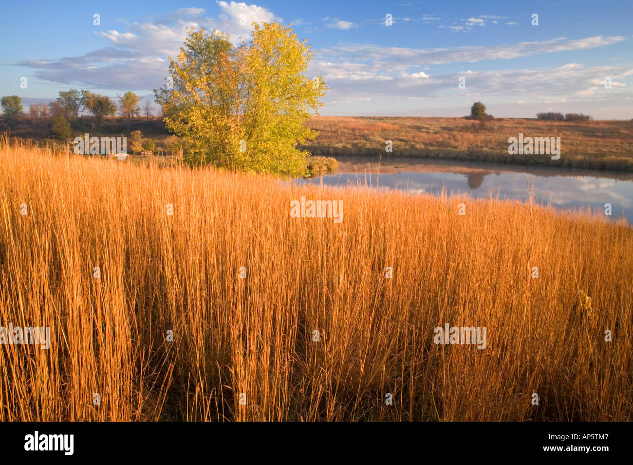 Little Bluestem Grass at Lower Mound Lake at Blue Mounds State Park in