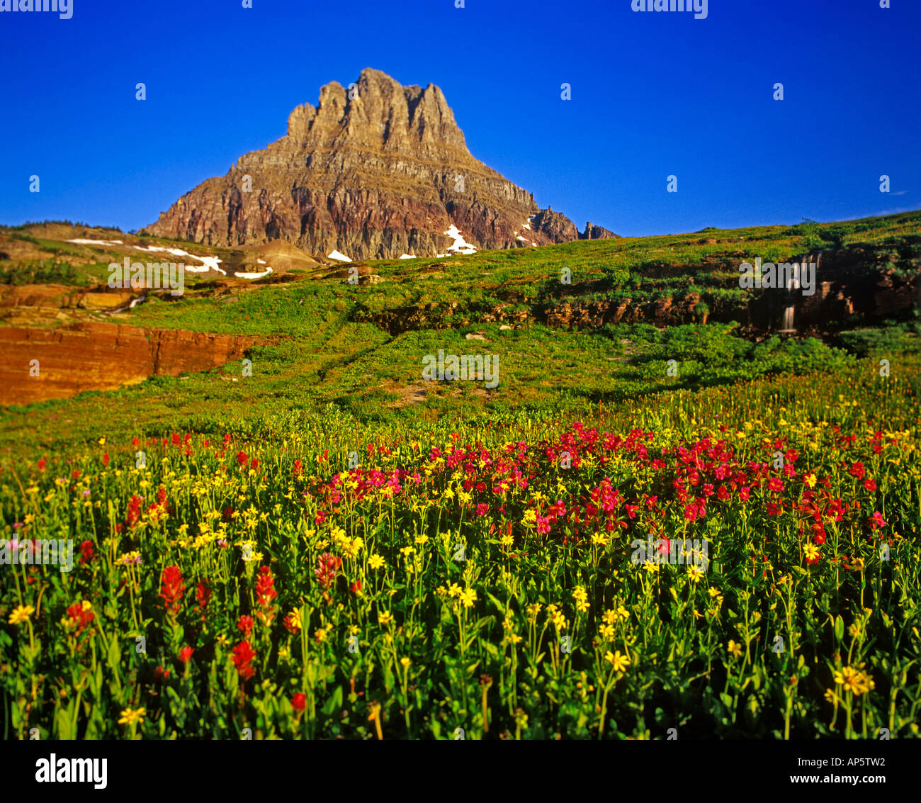 Alpine wildflowers at Logan Pass in Glacier National Park in Montana ...