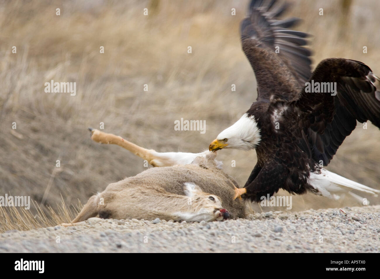 Mature Bald Eagle Feed on Fresh Whitetail Deer Kill Along Road Near Belgrade Montana Stock Photo