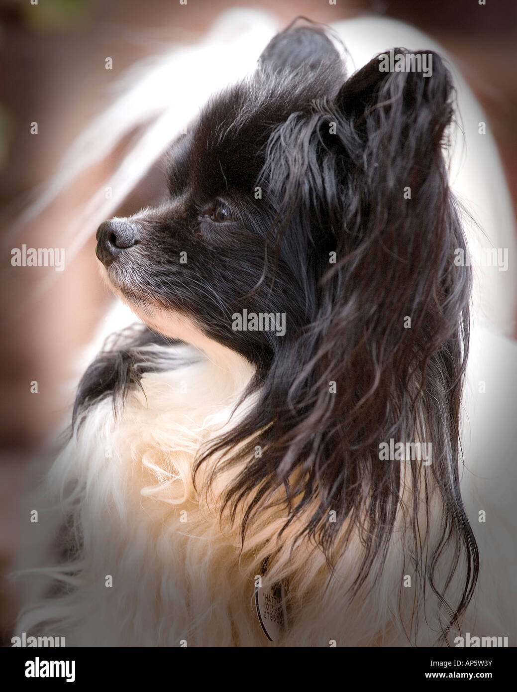 Black & White Papillon dog standing. Butterfly dog called 'Hattie' Stock Photo