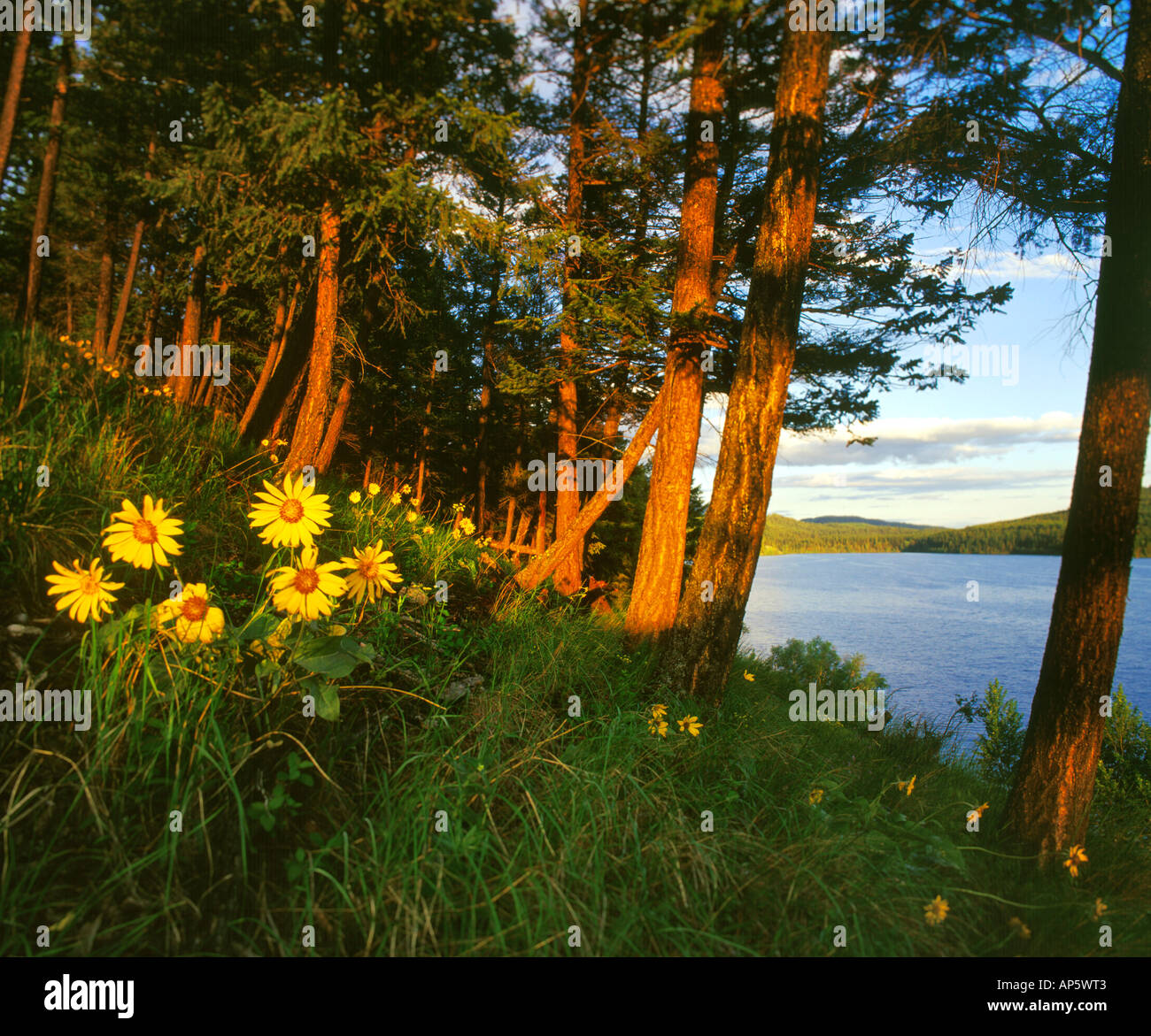 Arrowleaf Balsomroot along Dickey Lake in the Flathead National Forest of Montana Stock Photo