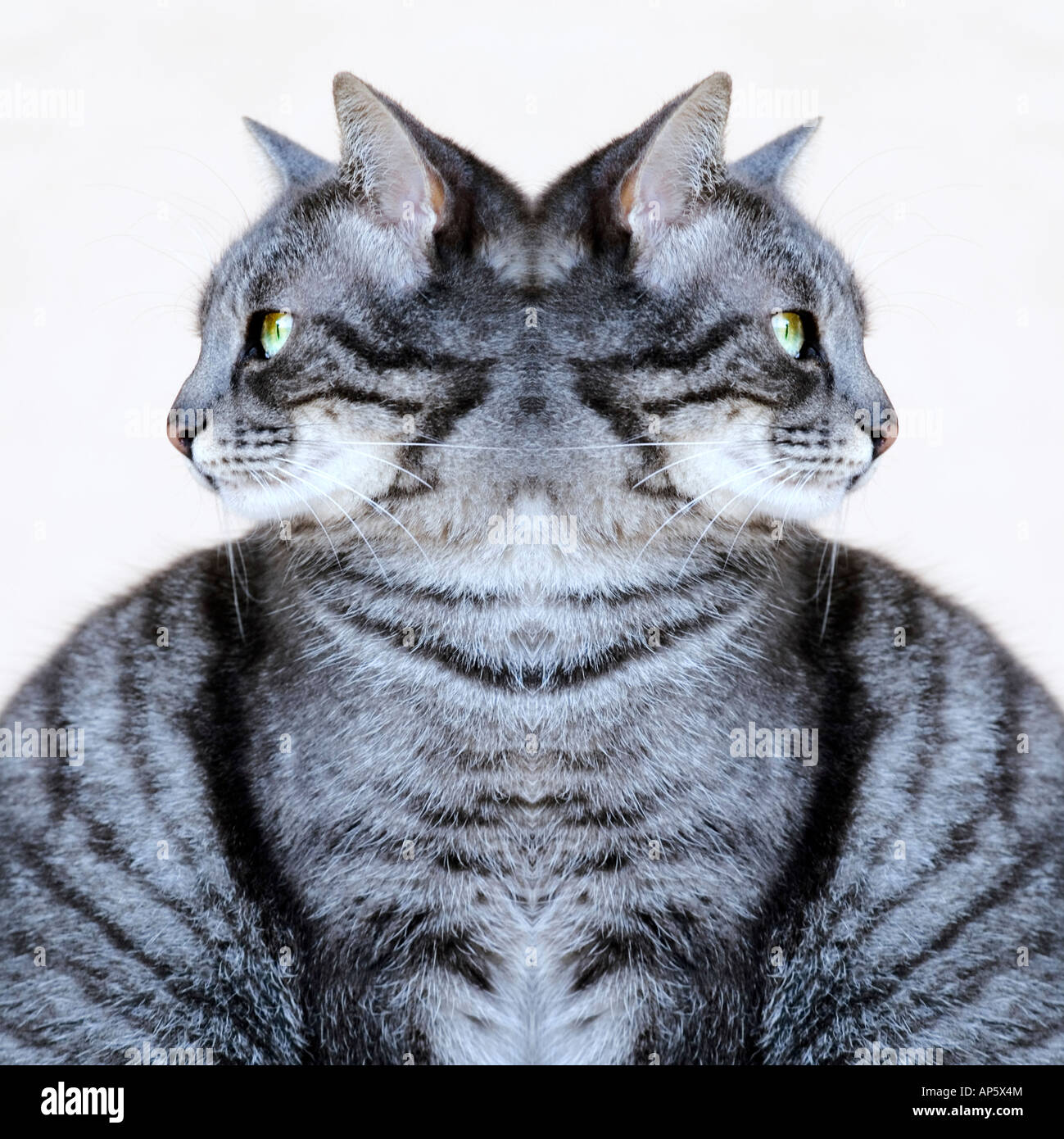 Cat Cloning Services