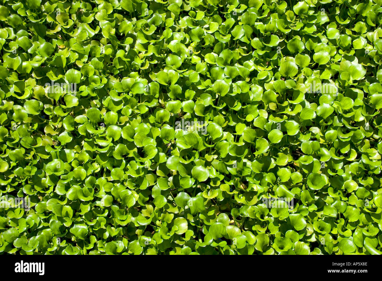 Water hyacinth in a florida waterway Stock Photo Alamy