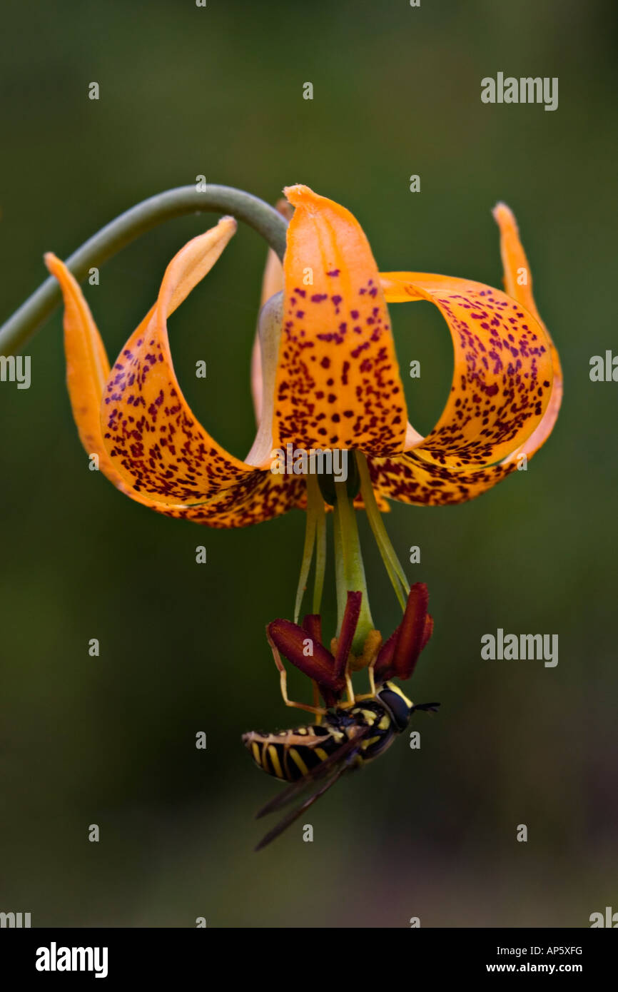 American tiger lily hires stock photography and images Alamy