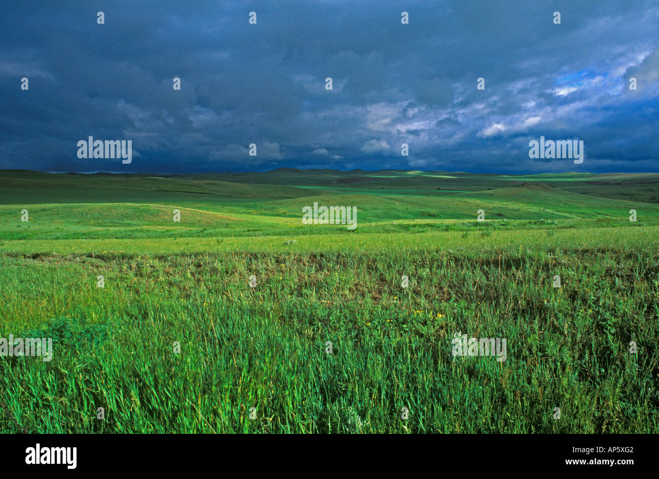 Grasslands near Wibaux, Montana during stormy morning Stock Photo Alamy