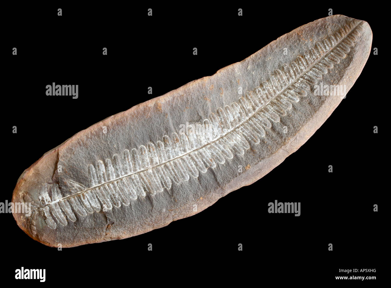Fossil seed fern, Pecopteris sp. Stock Photo