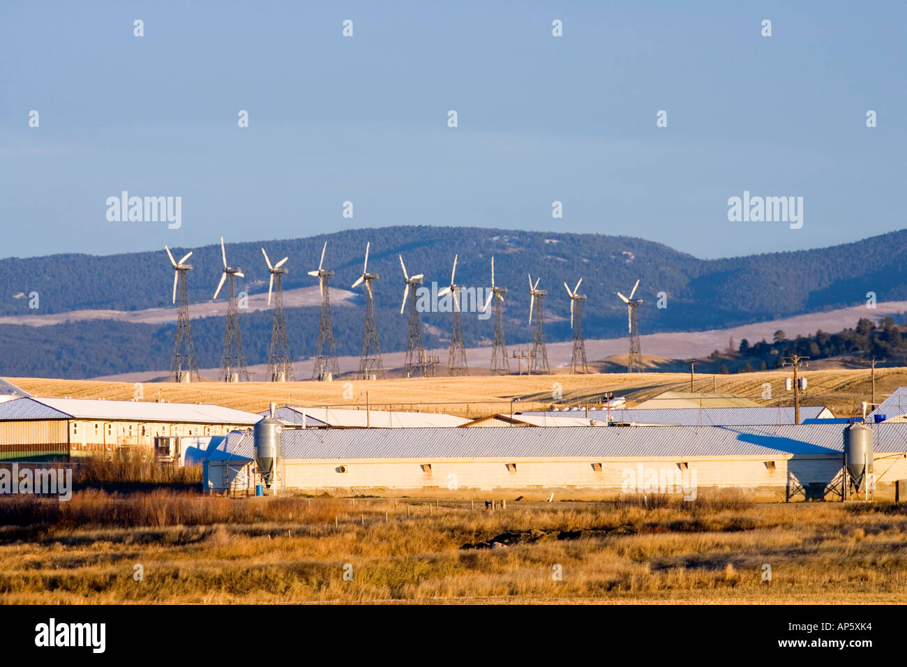 Windmills at Hutterite Colony Farm near Martinsdale, Montana Stock