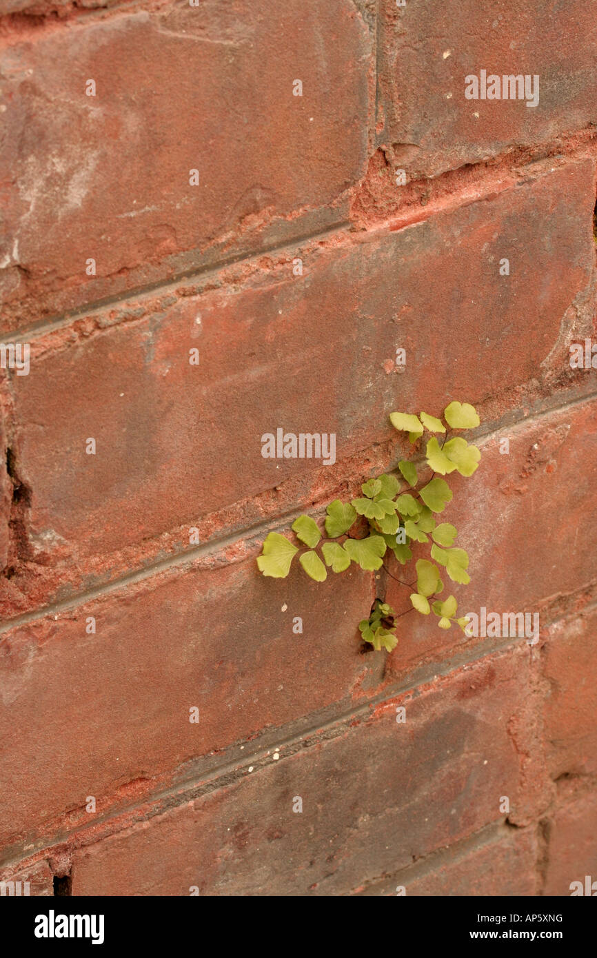 Maidenhair fern growing from a brick wall. Stock Photo