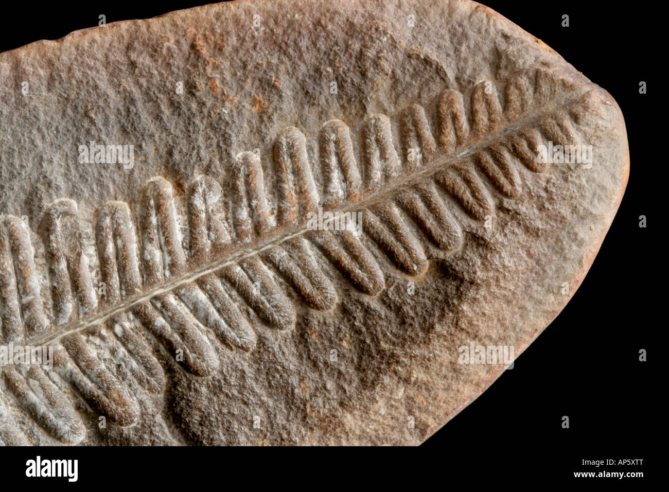 Fossil seed fern, Pecopteris sp., detail Stock Photo