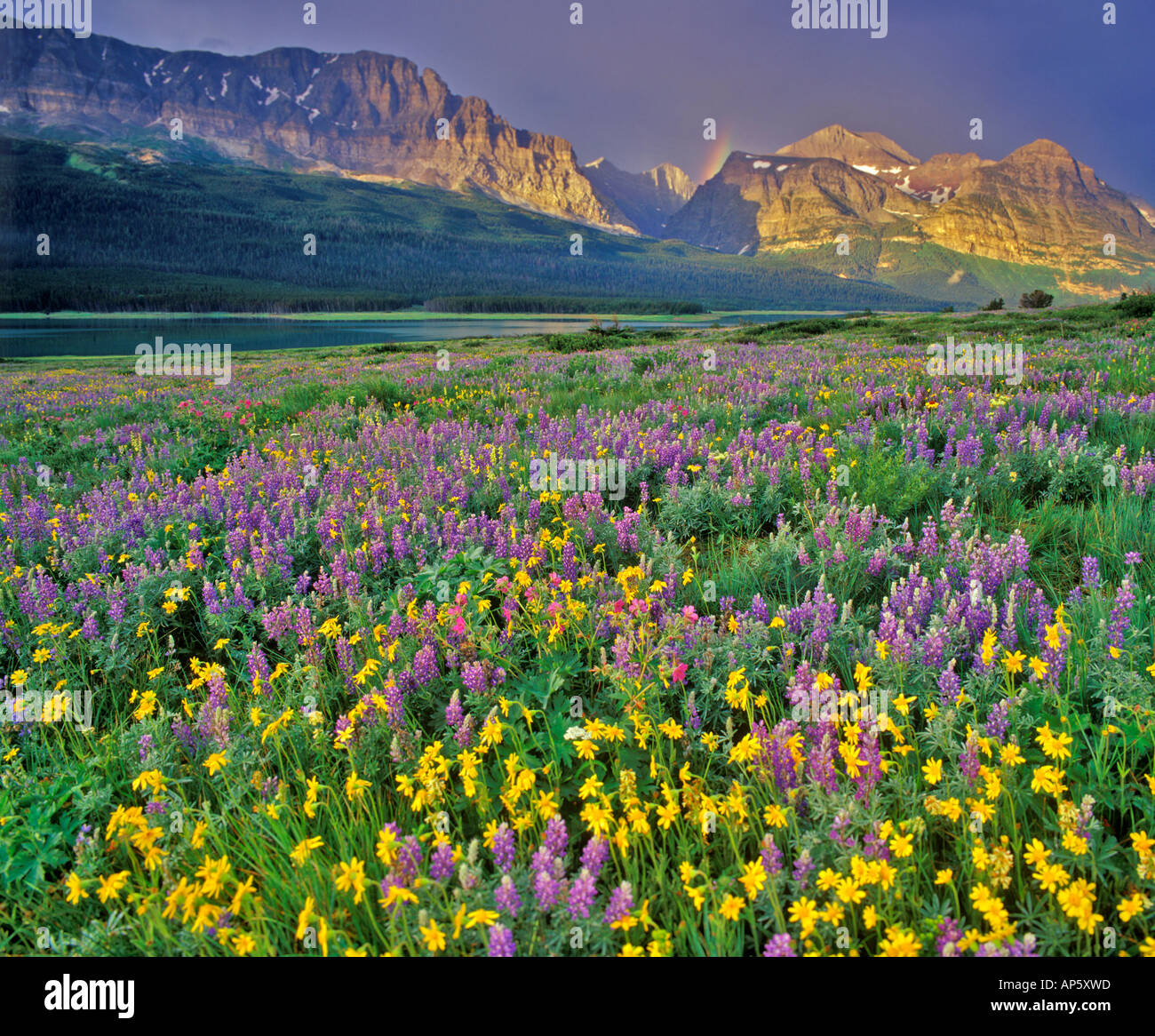 Meadow of wildflowers in the Many glacier Valley of Glacier National ...