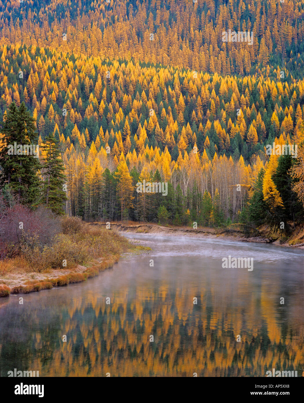 Larch Trees reflect into McDonald Creek in Autumn in Glacier National