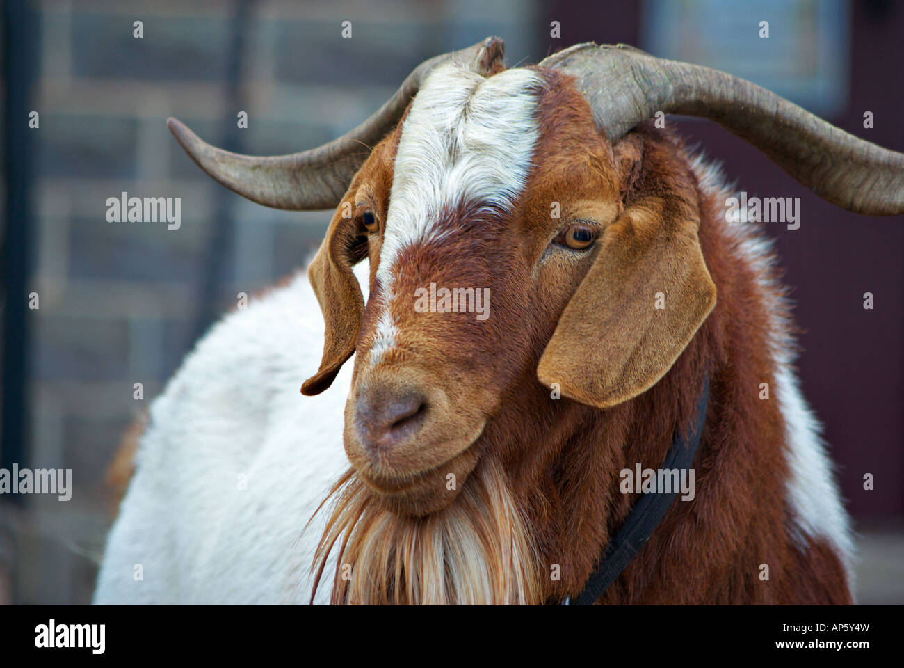 close up of an unfriendly big horned goat Stock Photo