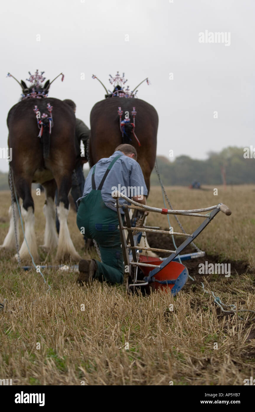 Farmers and horse drawn plough at ploughing competition Stock Photo