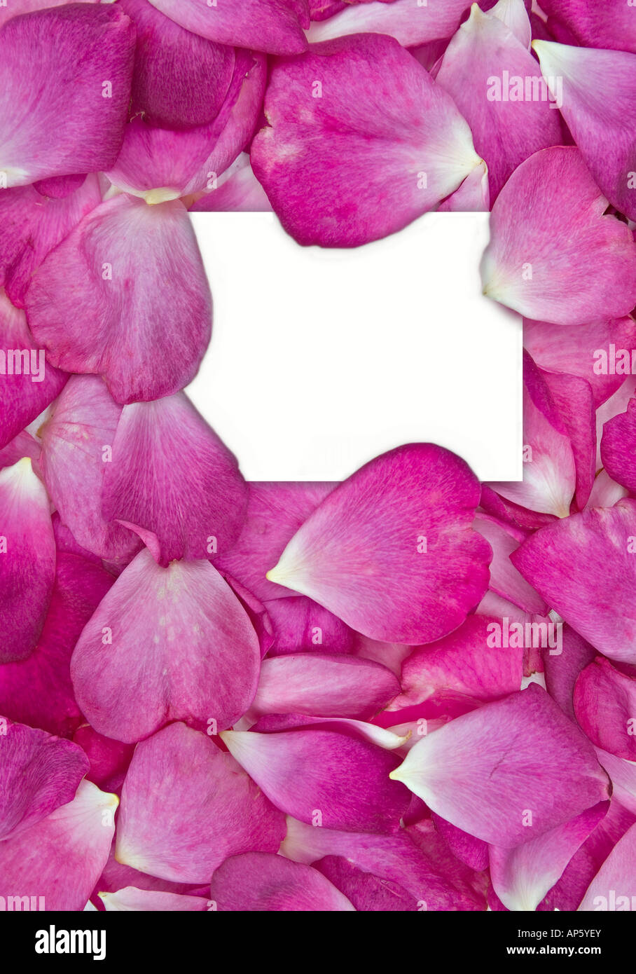 beautiful pink rose petals with white card for your message Stock Photo
