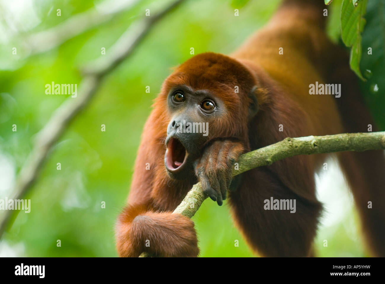 RED HOWLER MONKEY Alouatta seniculus howling Amazon Rainforest Stock