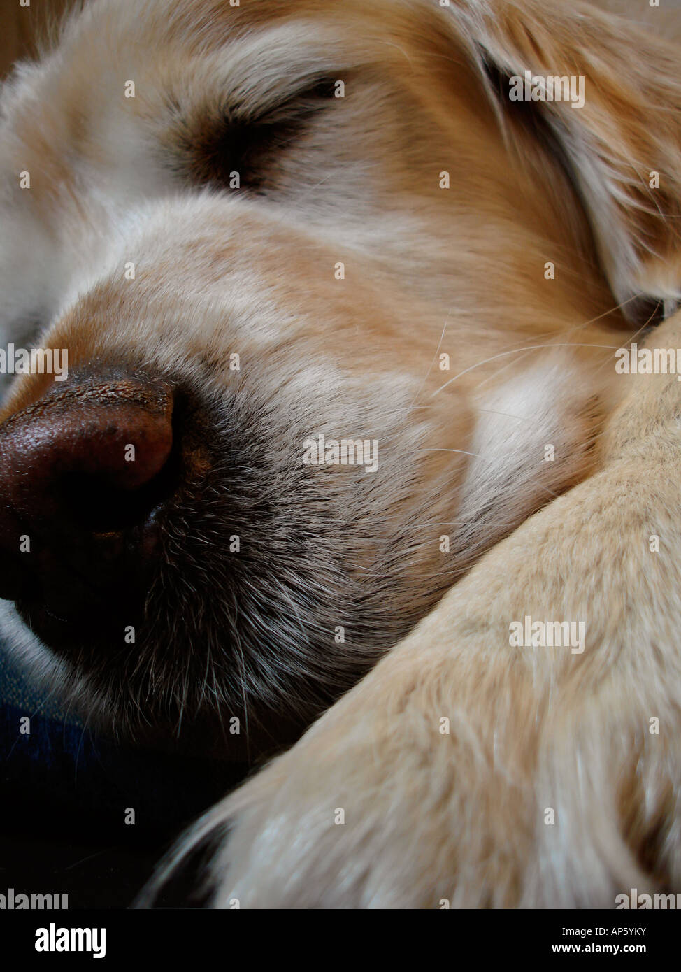 Golden Retriever sleeping Stock Photo Alamy