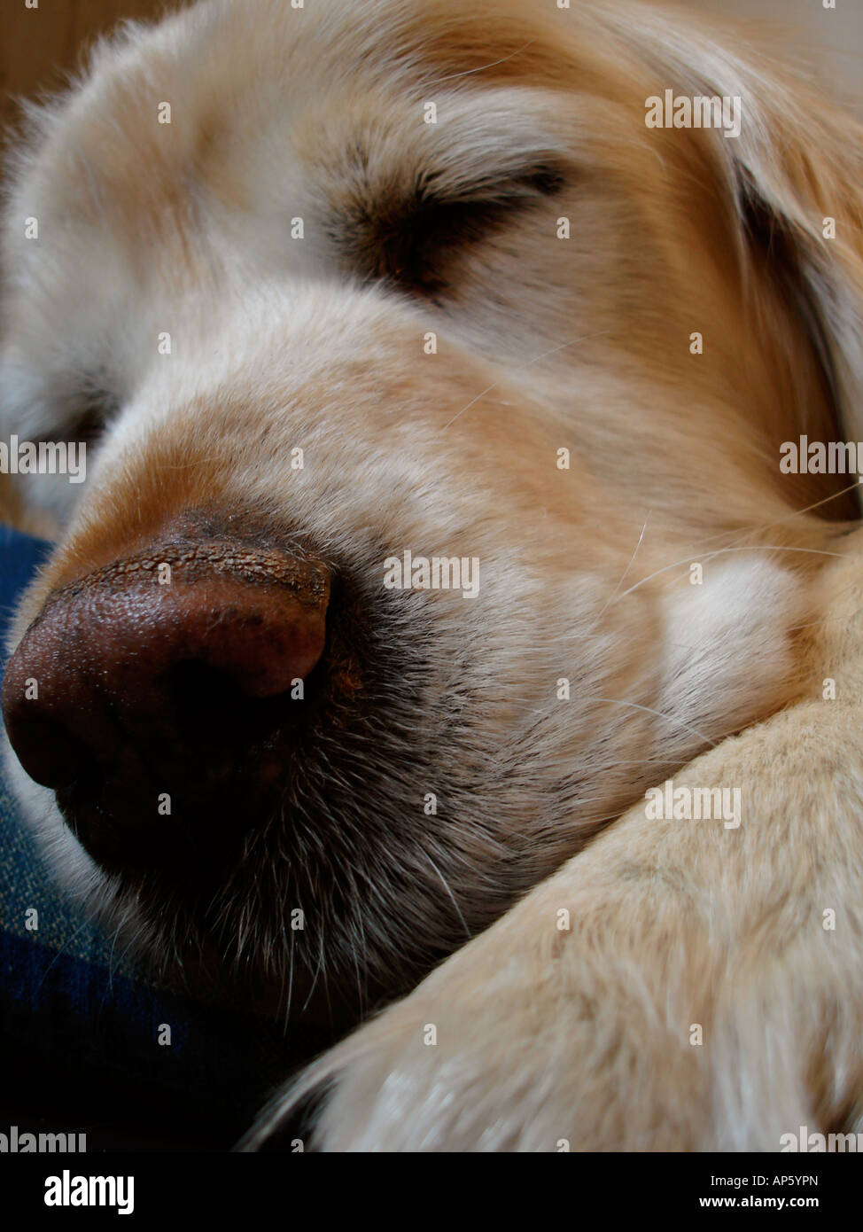 Golden Retriever sleeping Stock Photo Alamy