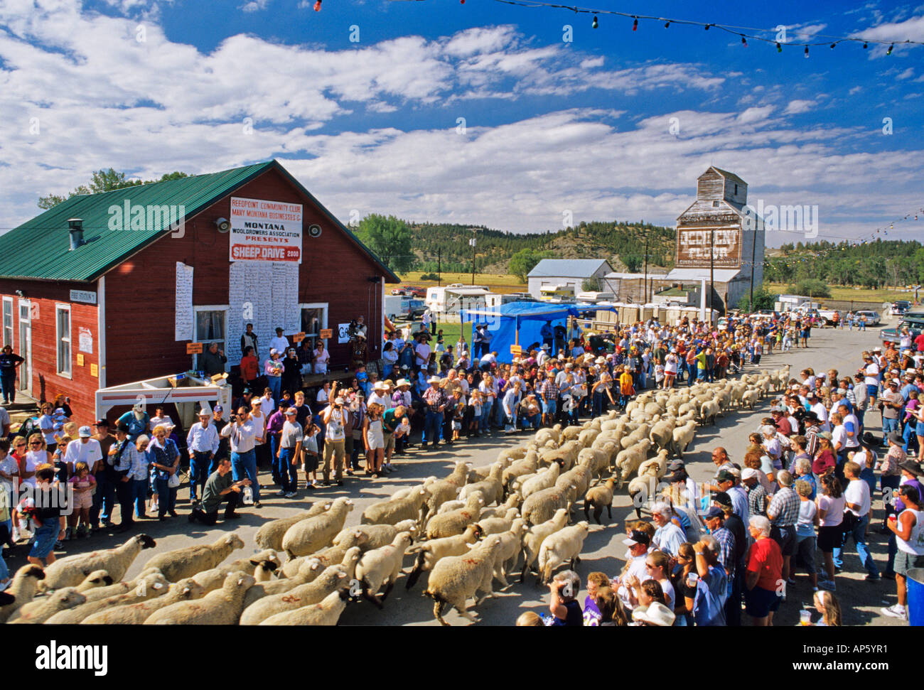 Annual Running of the Sheep in Reed Point Montana Stock Photo Alamy