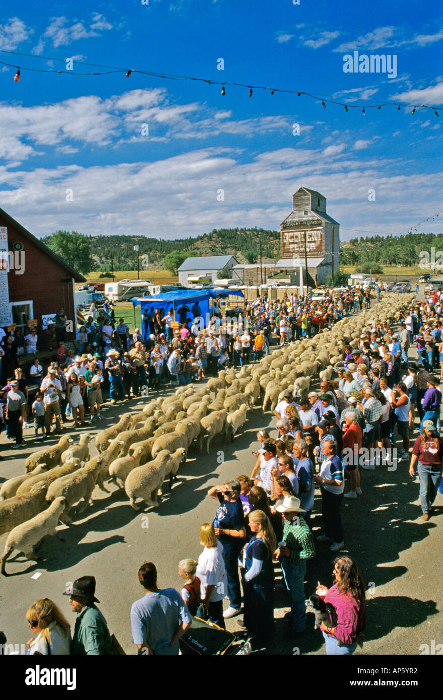 Annual Running of the Sheep in Reed Point Montana Stock Photo