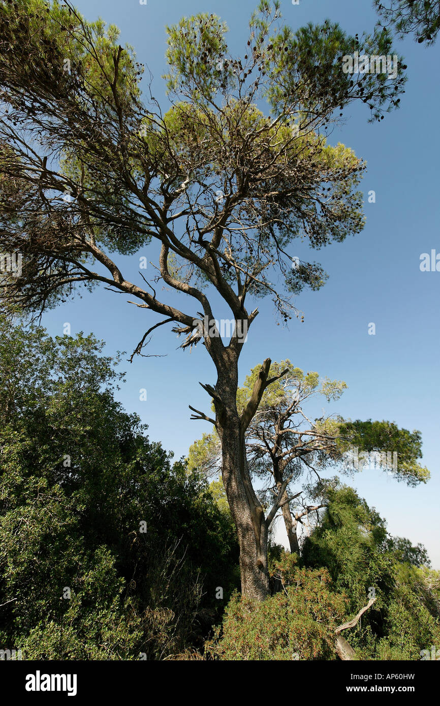 Israel Aleppo Pine Tree in the Jerusalem Mountains Stock Photo Alamy