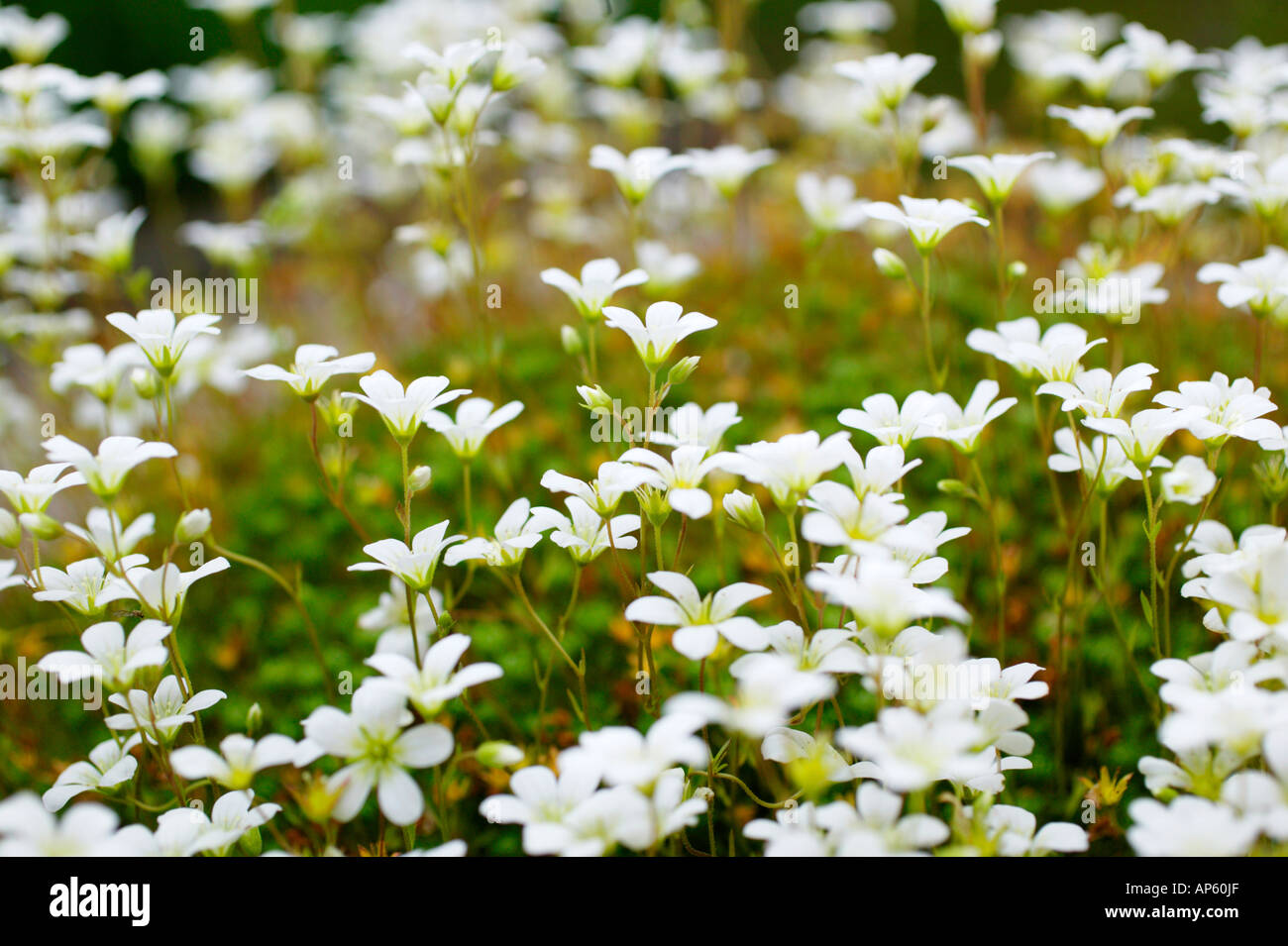 White Saxifrage Flowers Stock Photo