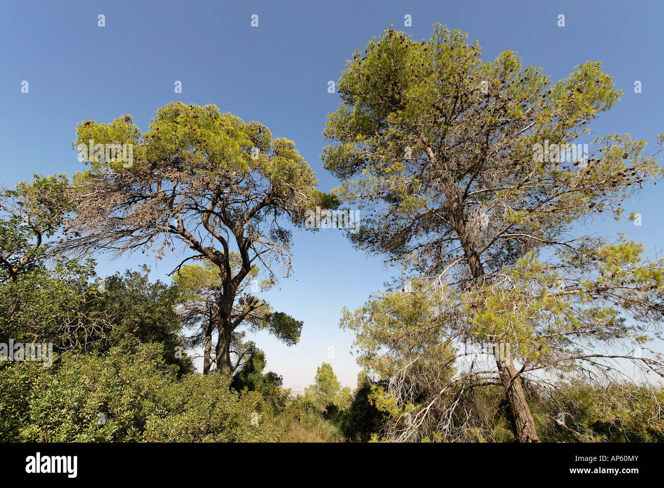 Israel Aleppo Pine Tree in the Jerusalem Mountains Stock Photo