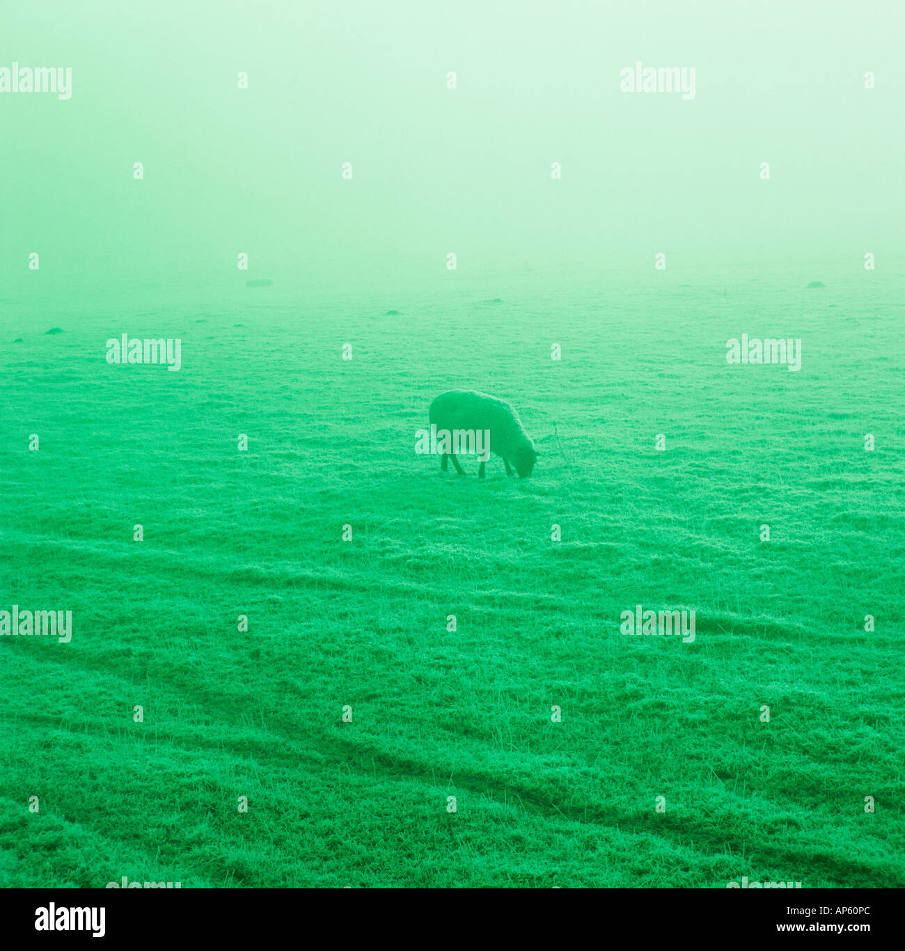 Single Sheep in Mist in Frosty Field Tinted Green Stock Photo