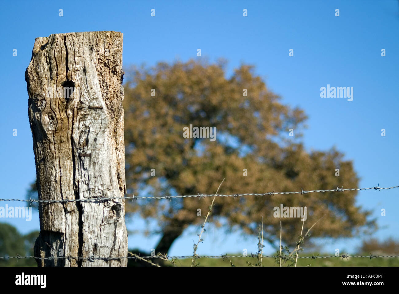 blur oak behind a wire fence Stock Photo