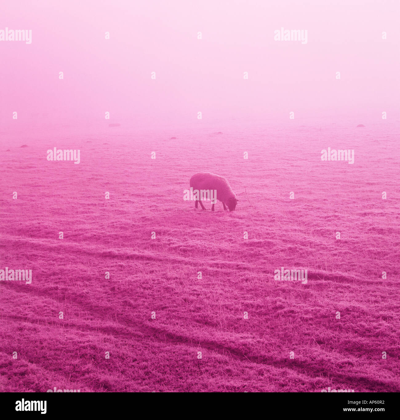 Single Sheep in Mist in Frosty Field Tinted Pink Stock Photo