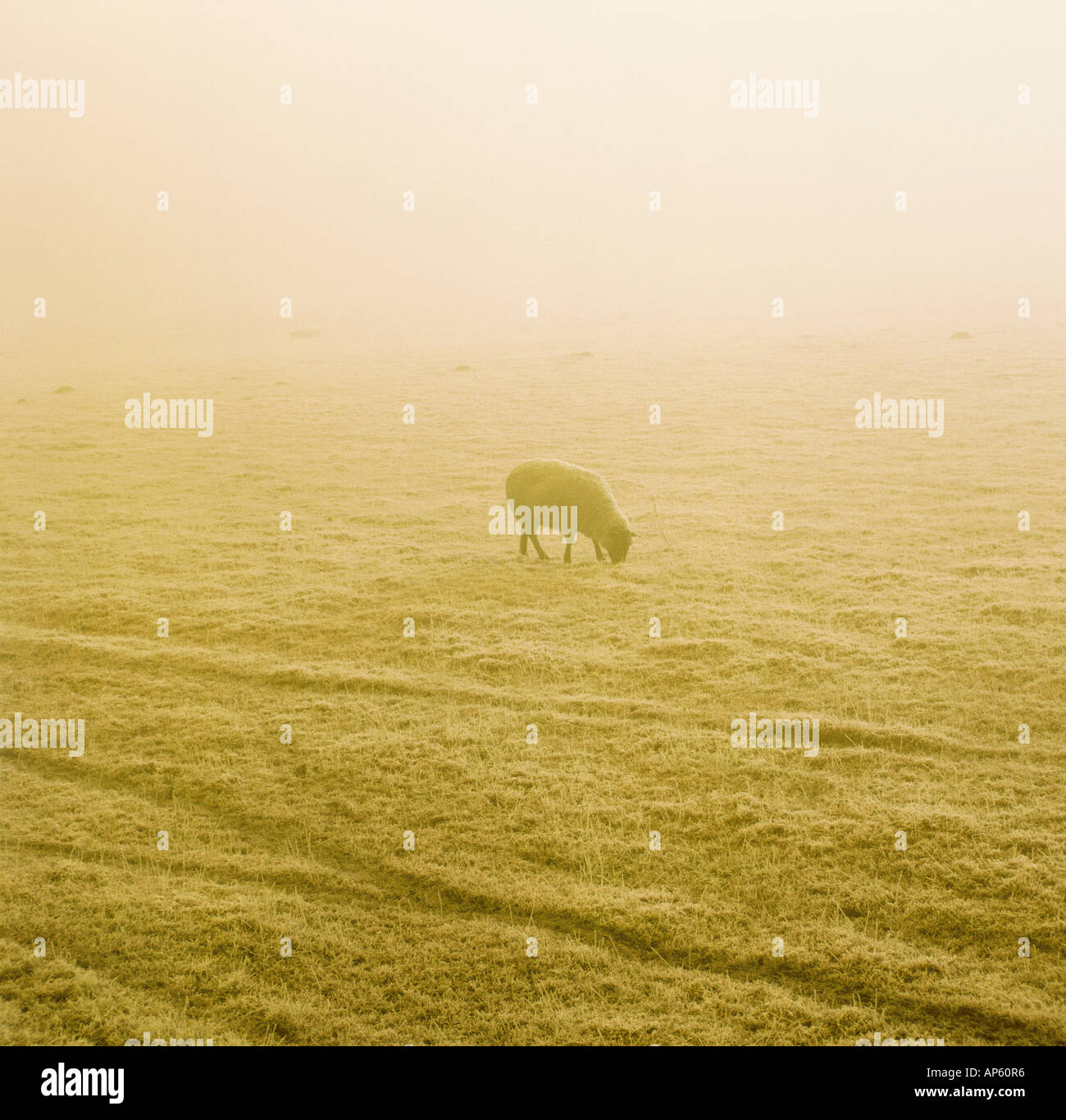 Single Sheep in Mist in Frosty Field Tinted Yellow Stock Photo