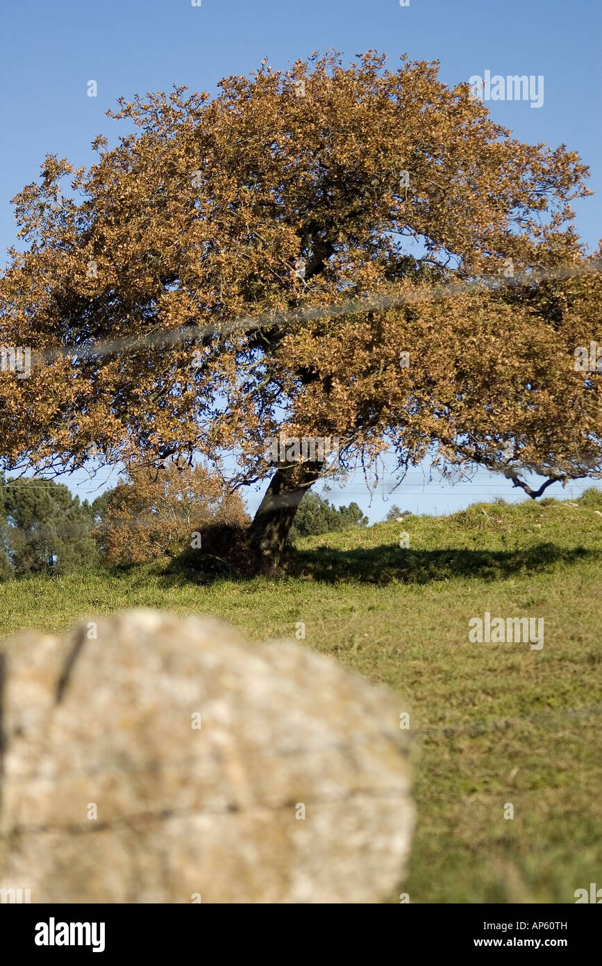 oak behind a blur wire fence Stock Photo