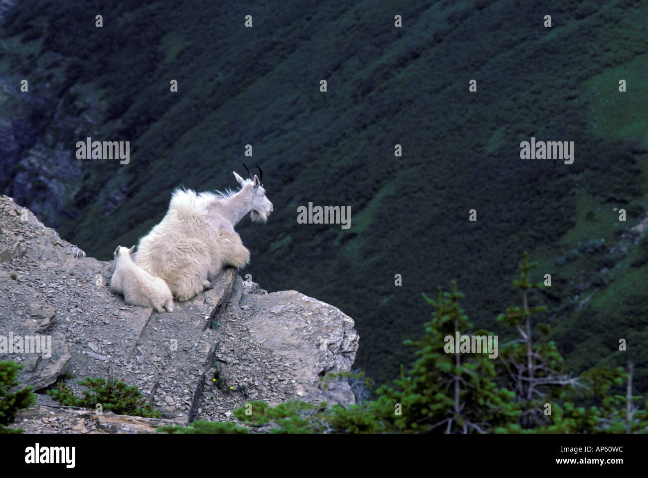 A mother mountain goat and her kid sit high atop a cliff face in the ...