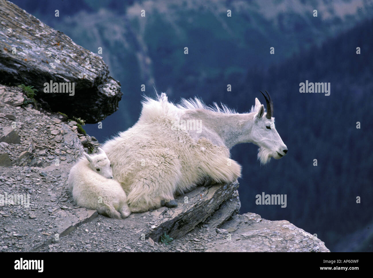 A mother mountain goat and her kid sit high atop a cliff face in the ...