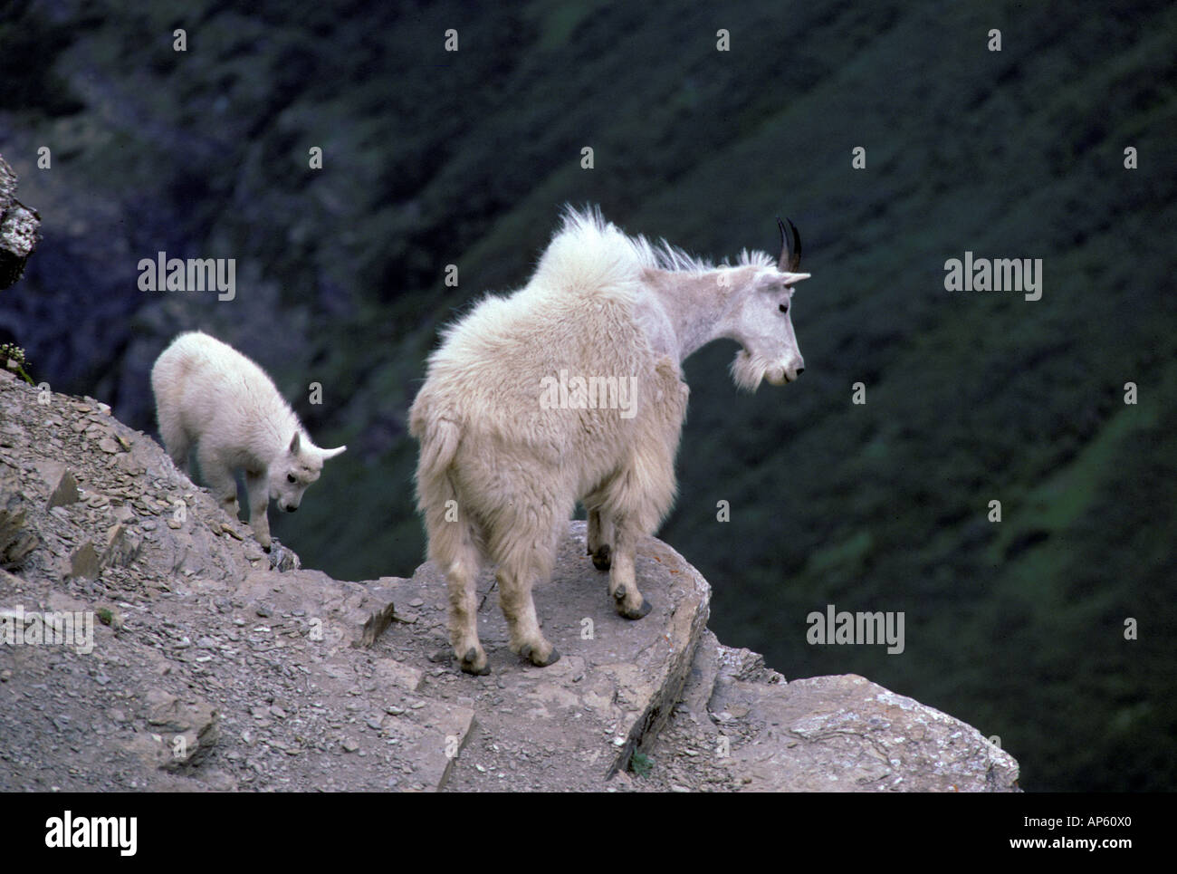 A mother mountain goat and her kid climb near the edge of a cliff in ...