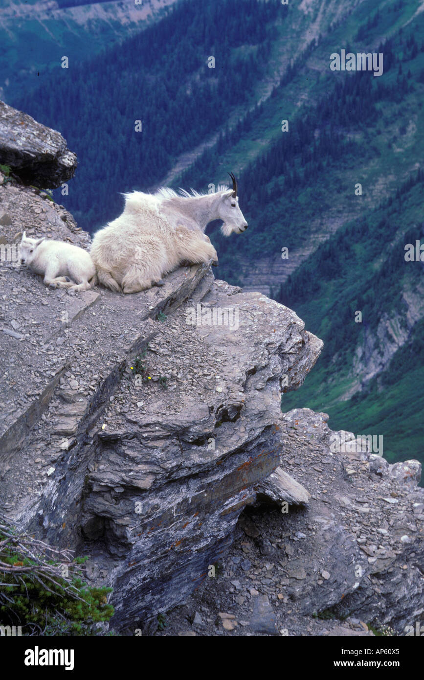 A mother mountain goat and her kid sit high atop a cliff face in the ...