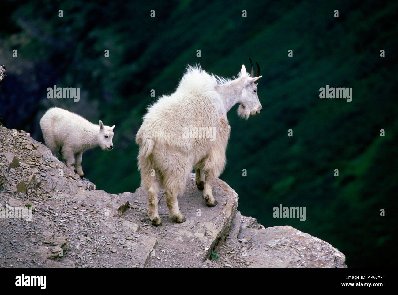A mother mountain goat and her kid sit high atop a cliff face in the ...