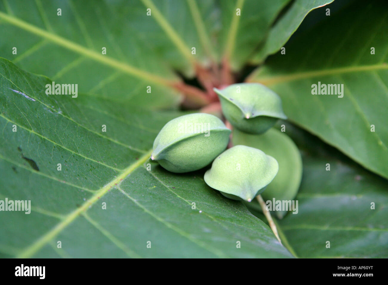 Green almonds on a tree Stock Photo