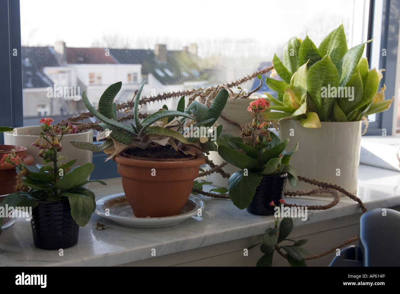 potted plants on window sill Stock Photo - Alamy