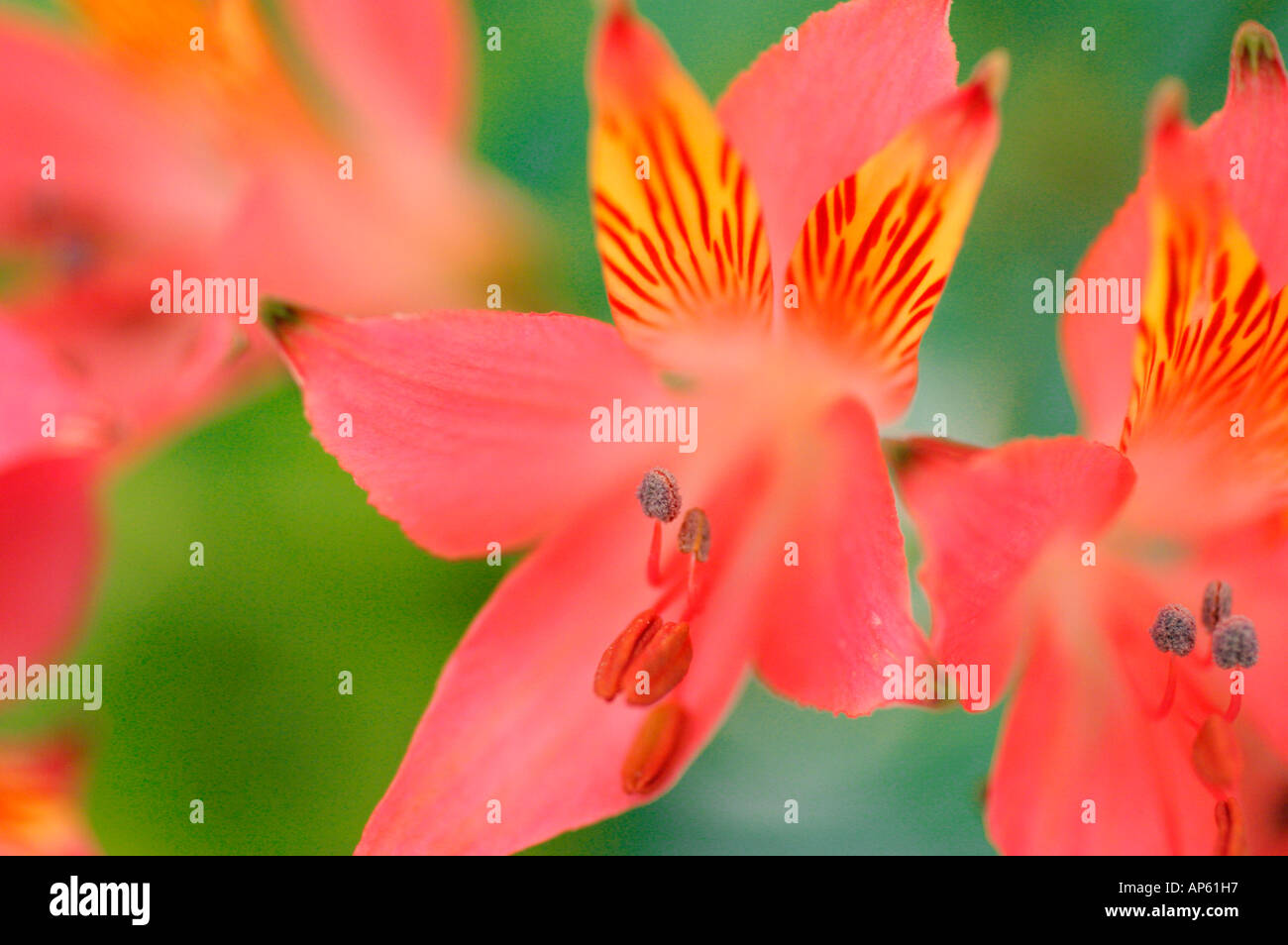 Closeup Alstroemeria Flower Stock Photo
