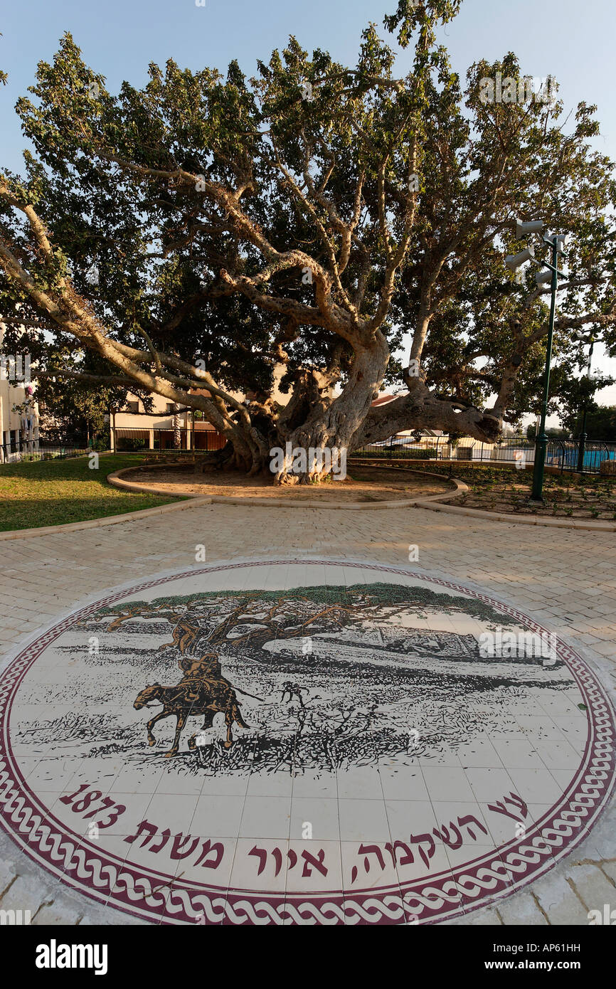 Sycamore tree Ficus in Natania Sharon region Israel Stock