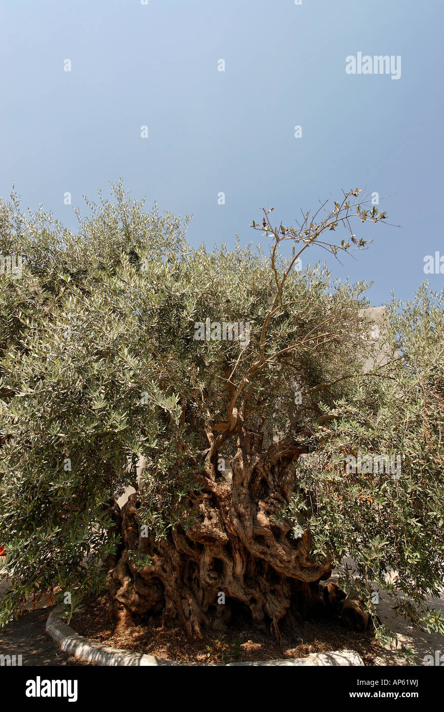 Israel the Lower Galilee Olive Tree in Arabe the most ancient one in