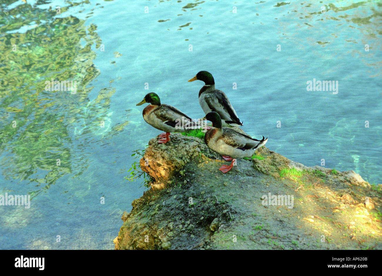 Birds Sahne 1 Stock Photo
