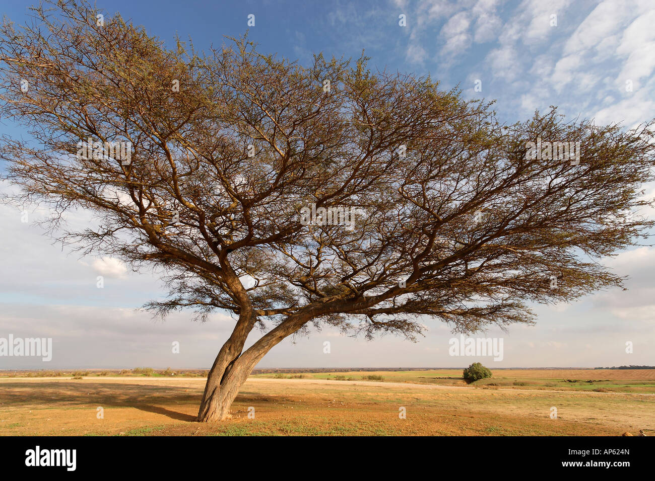 Israel Acacia Raddiana tree in the Negev desert Stock Photo Alamy