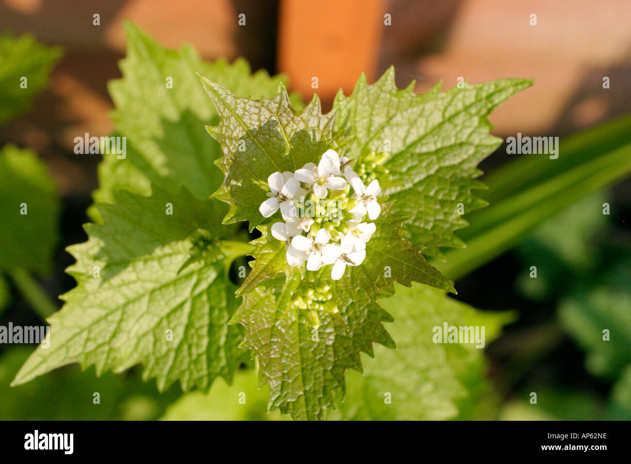 Jack By The Hedge Or Garlic Mustard Flowers Stock Photo Alamy
