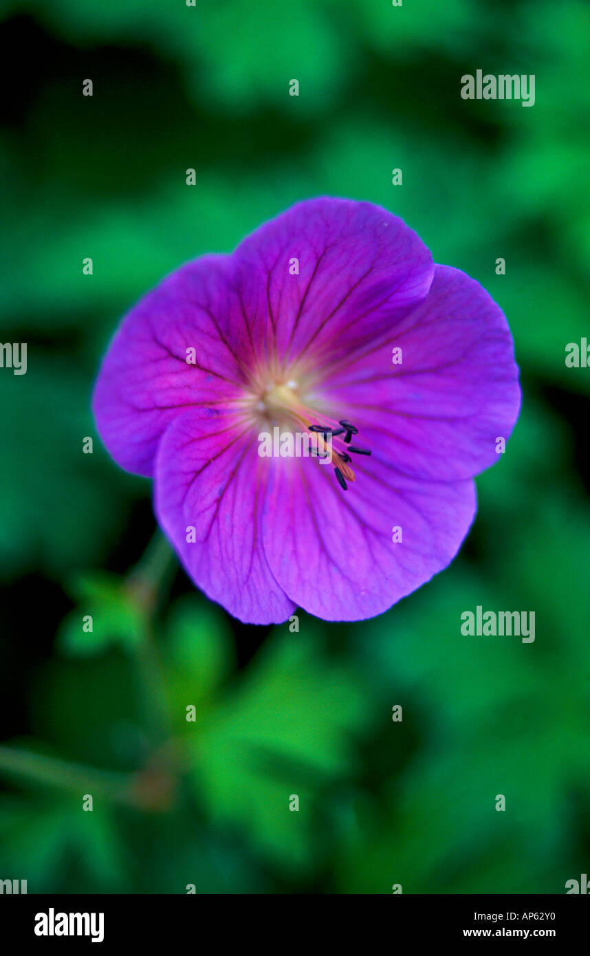 Single Purple Geranium Platypetalum Flower Stock Photo