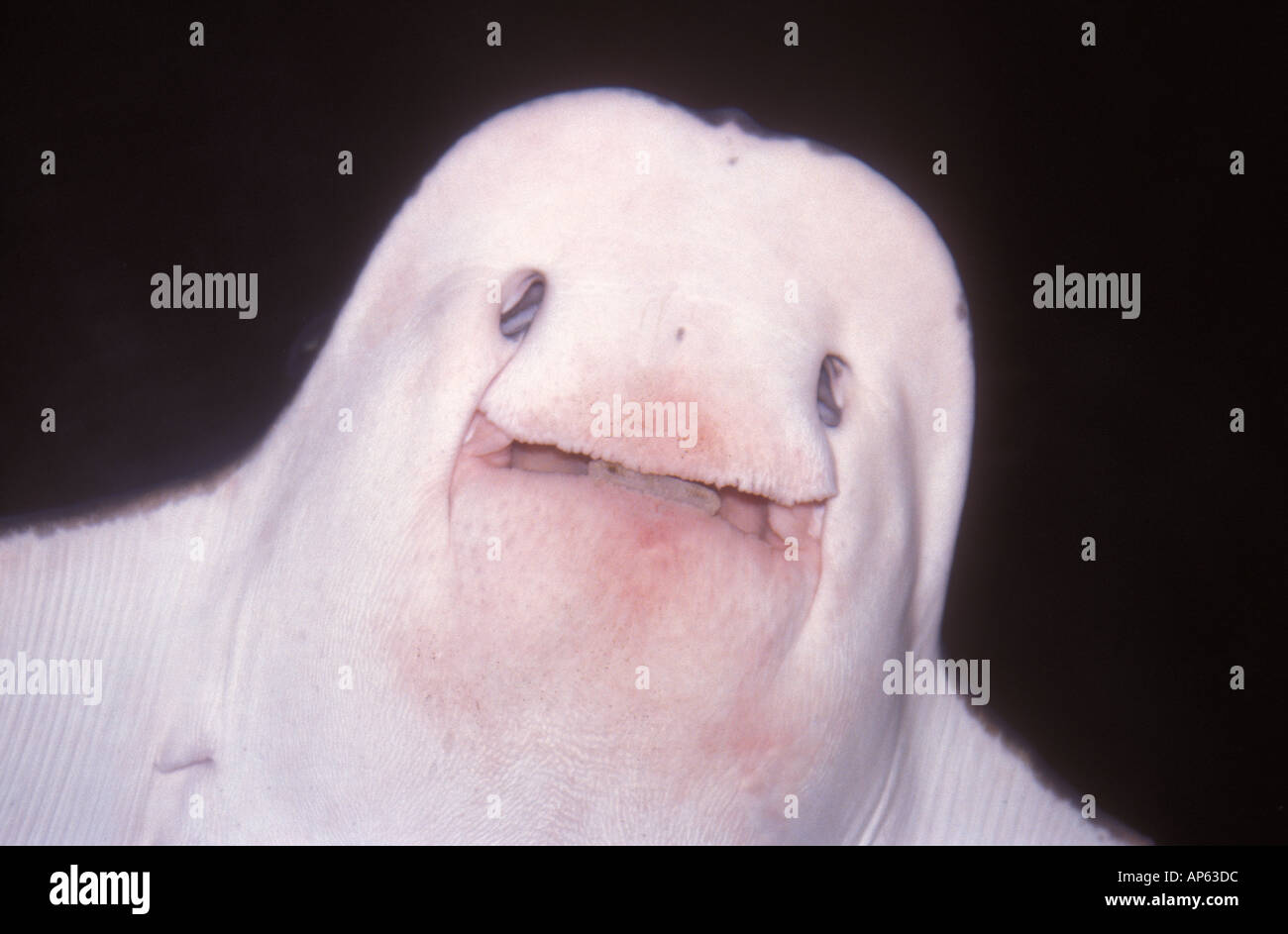 view of a manta ray from underneath, looking like a ghost Stock Photo