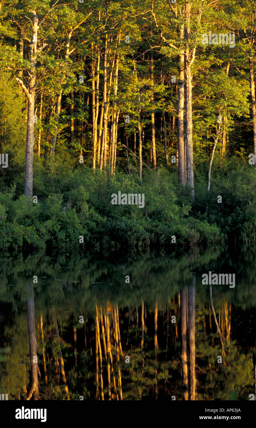 Freedom, NH Late day sunshine lights the forest next to Trout Pond in