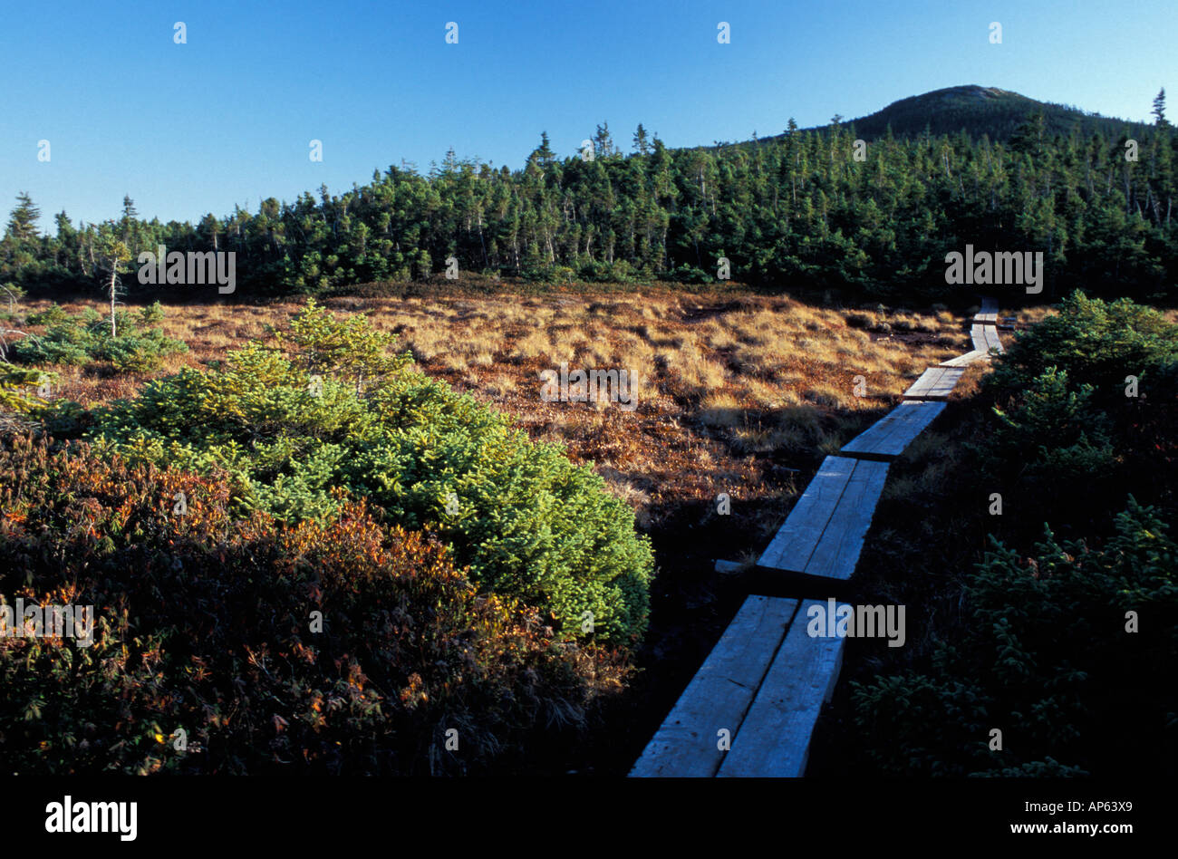 Wooden footbridge through a high elevation bog on Mount Jackson. White