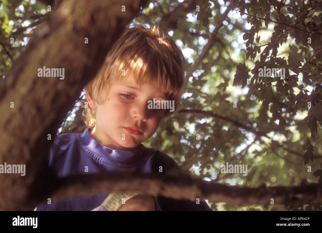 little boy stuck up a tree and looking worried Stock Photo