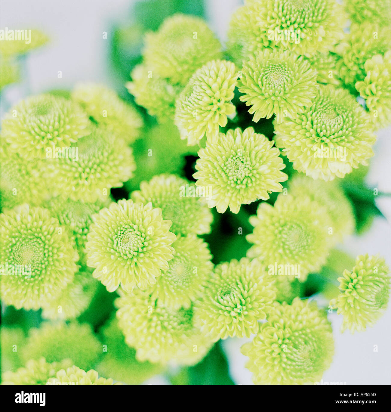 Gruene Blumen Blumenstrauss green Flowers Stock Photo Alamy